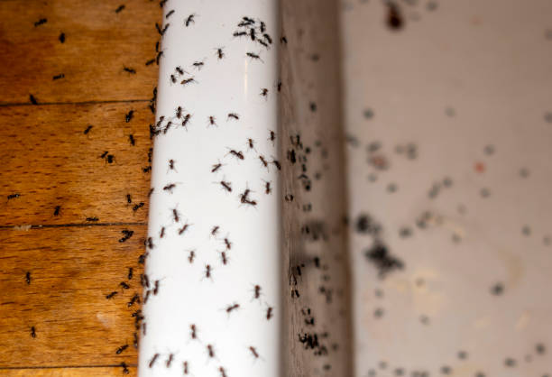 Pest Control for Restaurants in Sumiton, AL